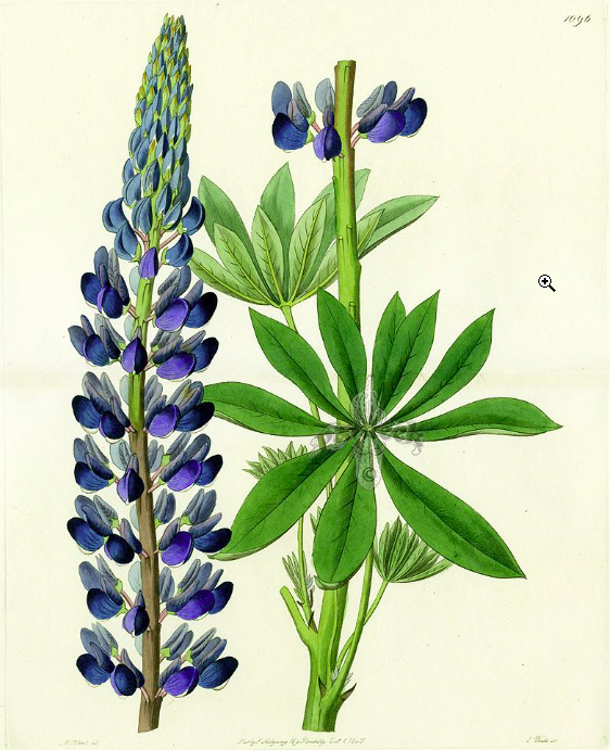 steckbrief_lupine.png