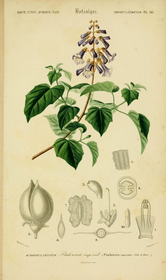 steckbrief_paulownia.jpg